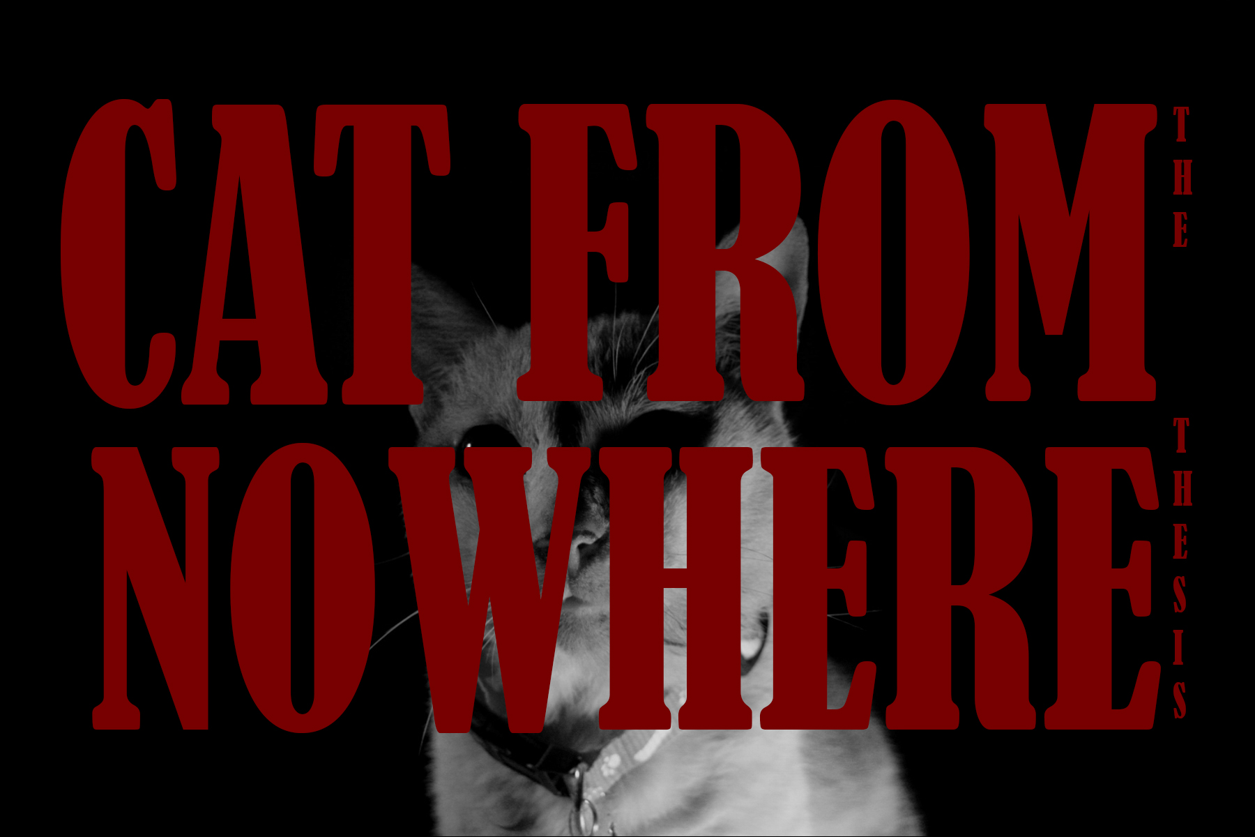 Cat from nowhere